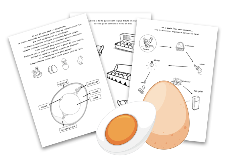 Oeuf de poule DC